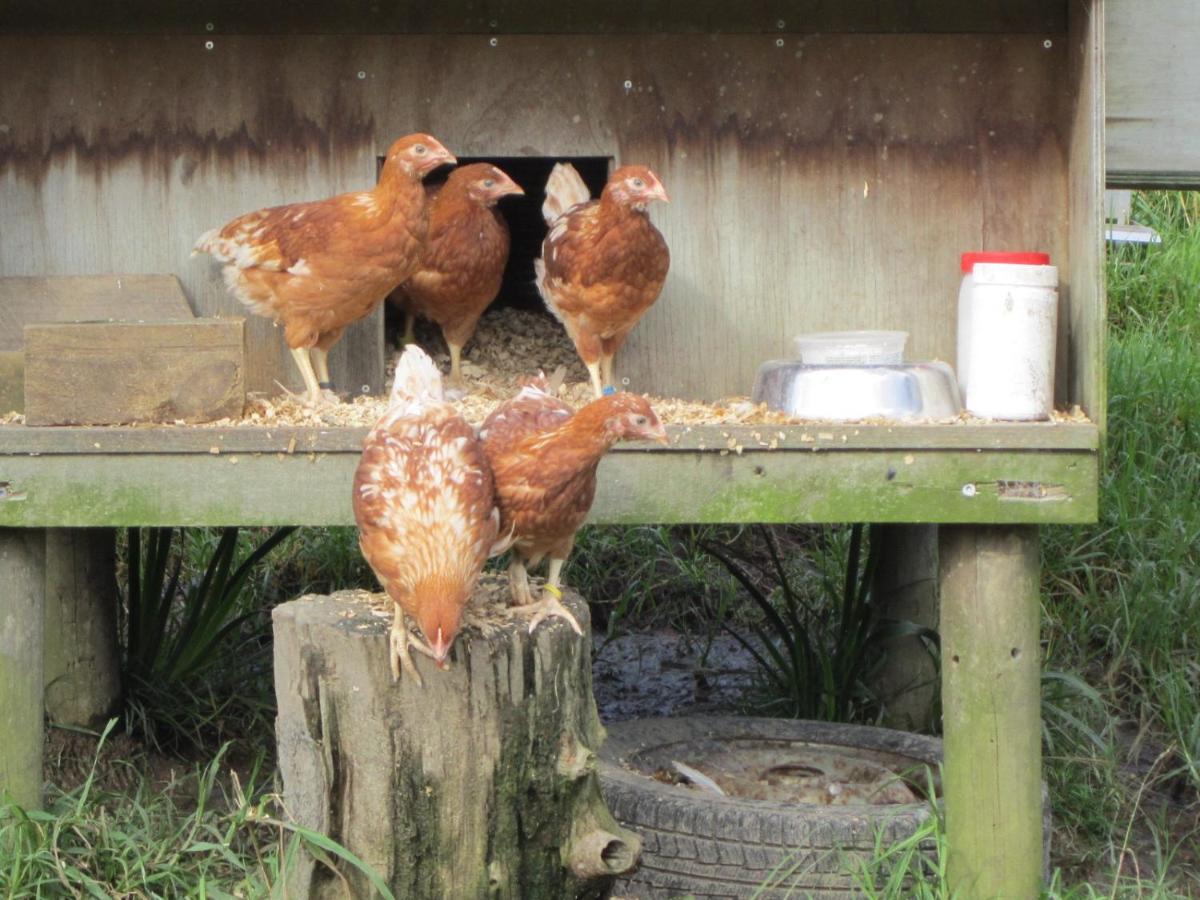 Villa The Hen House Kaipara Flats Exterior foto